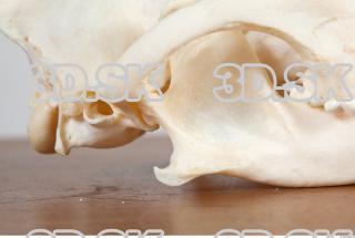 Skull photo reference 0005